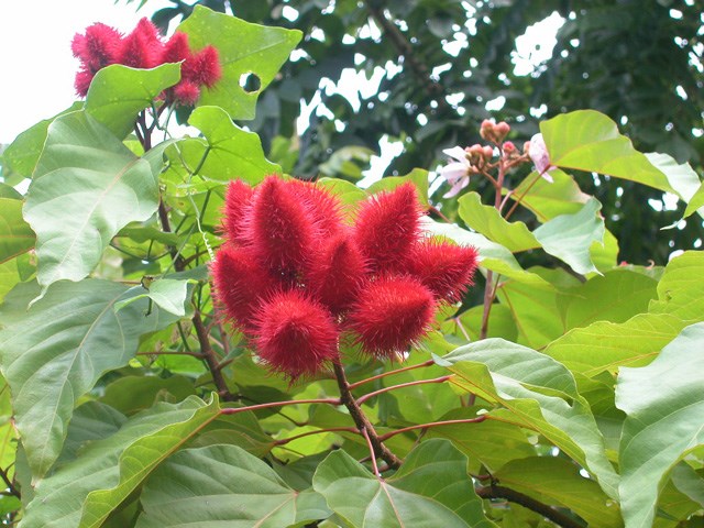 [-]Trồng[-]cây[-]cà[-]ri[-]đỏ[-]làm[-]cảnh[-]mang[-]lại[-]lợi[-]nhuận[-]cao
